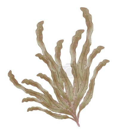 Aquarellzweig aus Algen. Unterwasserpflanze isoliert auf weißem Hintergrund. Biologisches Naturprodukt. Das Konzept der diätetischen Ernährung und gesunder Lebensweise. Handgemalte Illustration.