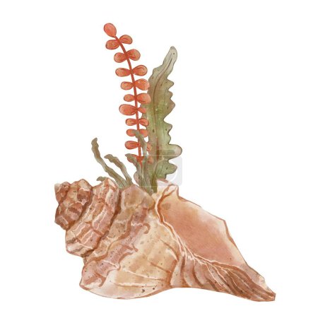 Composición del acuario con concha espiral y arbusto de algas marinas. Ilustración dibujada a mano en acuarela, aislada sobre fondo blanco. Impresión para tarjetas o diseño textil. Arrecife de coral y vida submarina.