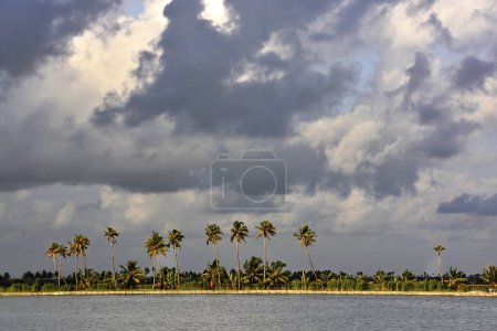 espalda agua y paisaje con cocoteros en Kerala India