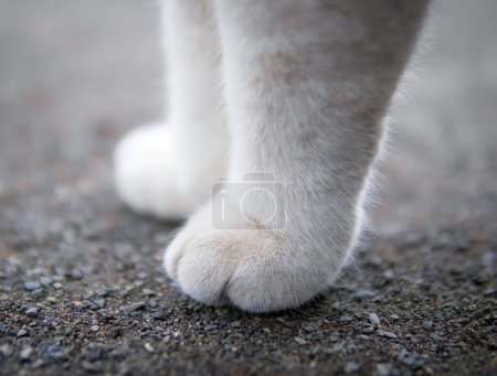 un primer plano de la pata y los pies de un gato blanco