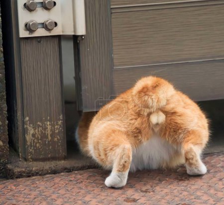 Un chat orange essaie d'entrer par la fente de la porte