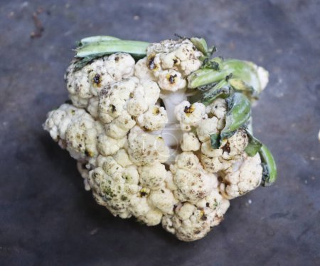rotten dirty cauliflower on blurry background. vegetable wastage concept.Tainted cauliflower on a light background. Black mold on bad cauliflower.