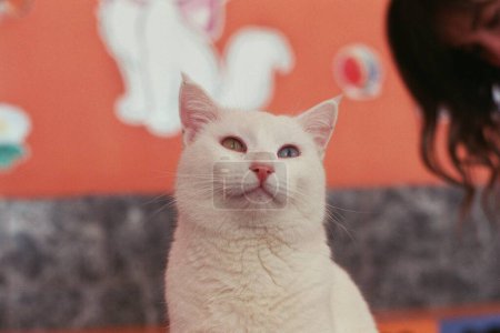 A portrait of a heterochromic cat