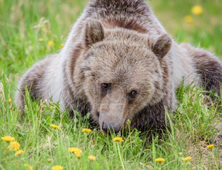 Close up of a grizzly bear laying in a field of green grass grazing on yellow dandelions in Banff Canada area