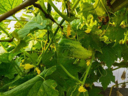 fresh green grapes in the vineyard