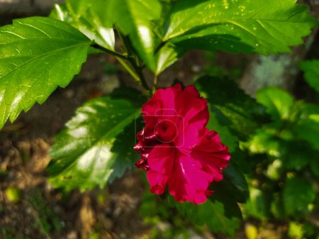 hermosa flor de hibisco rojo en el jardín