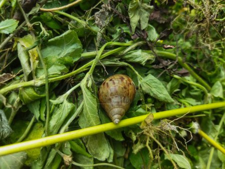 a closeup shot of snail crawling on green leaves