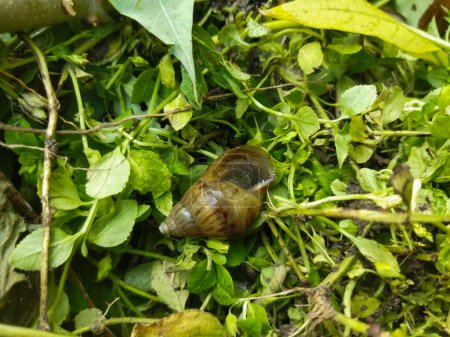 escargot dans le jardin