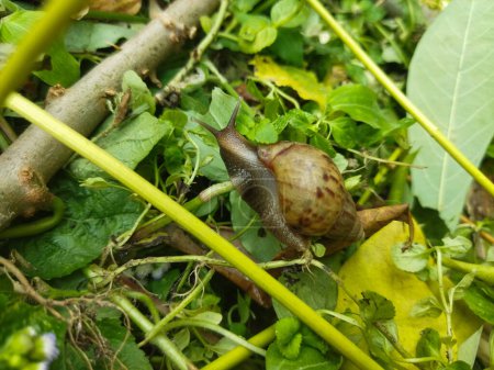 snail on green grass