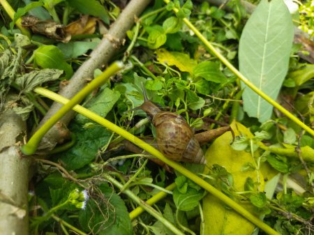snail in the garden