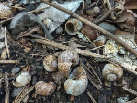 shells on the floor