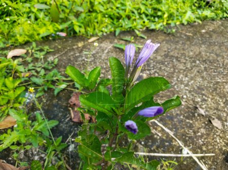 violette Blume auf einem grünen Blatt