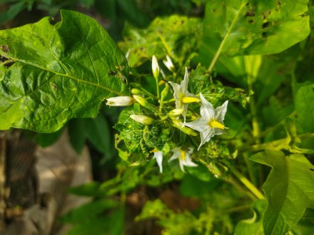 fleur blanche de pomme de terre verte dans le jardin