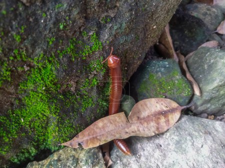 el lagarto está trepando sobre roca.