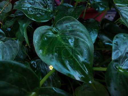 planta verde con gotas de lluvia