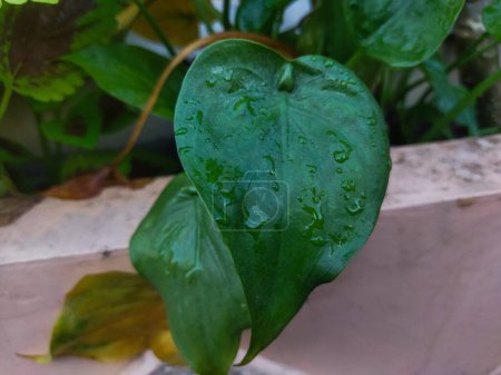hoja verde húmeda con gotas de agua de lluvia