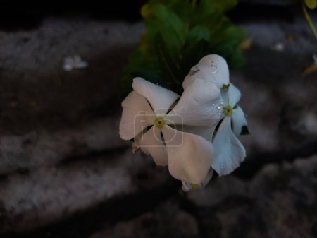 fleurs blanches sur fond de pierre sombre