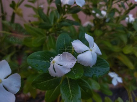 Téléchargez les photos : Fleurs blanches dans le jardin - en image libre de droit