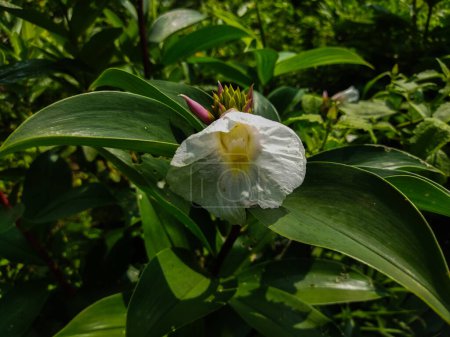 flor de lirio blanco sobre fondo verde, vista de cerca
