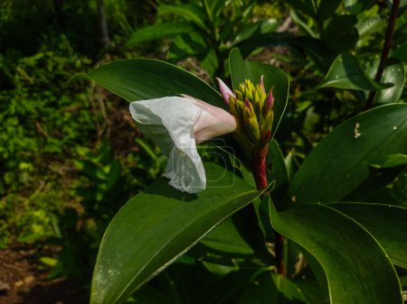 Téléchargez les photos : Fleurs blanches et les feuilles d'un arbre dans le jardin - en image libre de droit