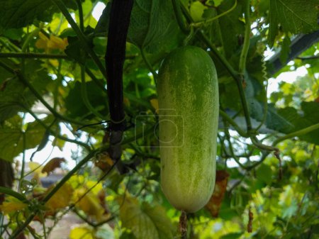 green cucumber growing on the branch