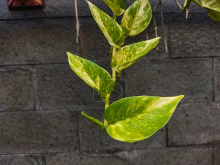 green leaves on concrete wall background