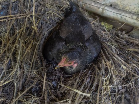 schwarzes Küken auf dem Nest