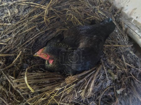 eine Nahaufnahme eines Huhns in einem Nest