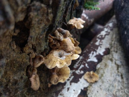 a closeup shot of a brown and yellow fungus