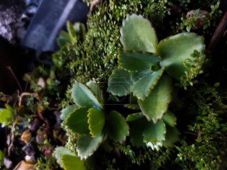 Téléchargez les photos : Vue rapprochée d'une plante verte - en image libre de droit