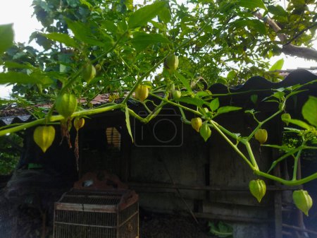green chili on the tree