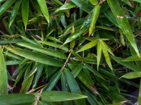 close up green plant