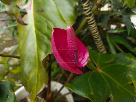 red lotus flower in the garden