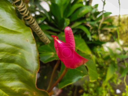 schöne Blume von rosa Farbe