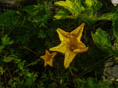 Téléchargez les photos : Étoile jaune en forme de citrouille avec une étoile sur un fond de clôture de jardin. concept de vacances halloween - en image libre de droit