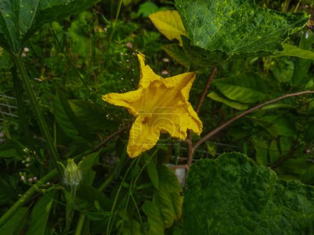 flores amarillas en el jardín