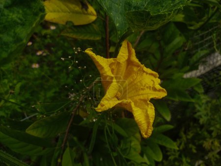 Téléchargez les photos : Belle photo botanique, fond d'écran naturel - en image libre de droit