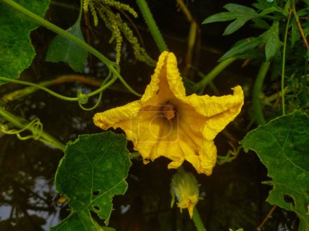 flor amarilla en el jardín
