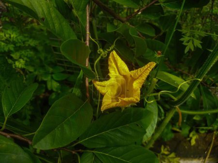 Téléchargez les photos : Gros plan de fleur jaune dans le jardin - en image libre de droit
