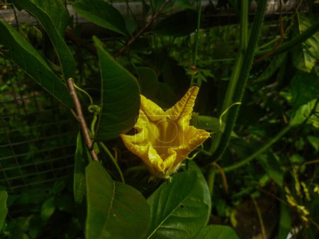 yellow lily flower, the flower is blooming in the garden