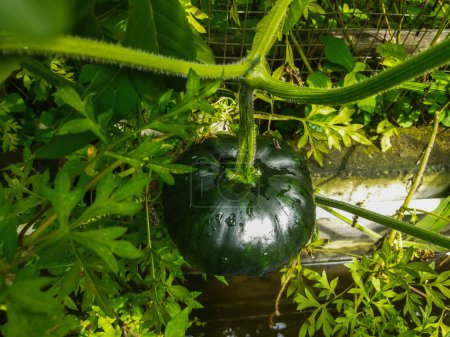 cucumber in the garden