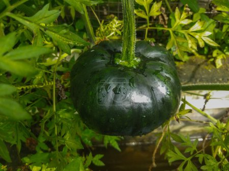 green pumpkin in the garden