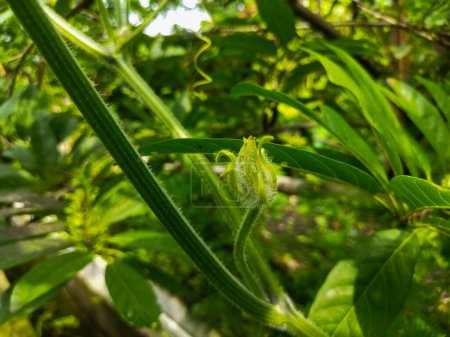 Téléchargez les photos : Vue rapprochée des feuilles vertes dans le jardin - en image libre de droit