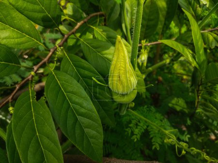 Téléchargez les photos : Feuilles vertes d'un arbre dans le jardin - en image libre de droit