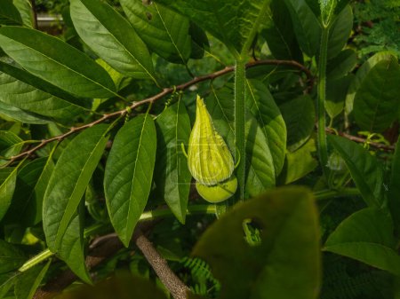 mango tree with mango leaves. mango fruit.