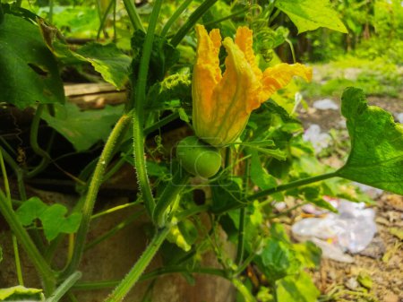 Téléchargez les photos : Fleur jaune dans le jardin - en image libre de droit