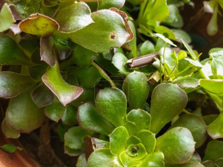 succulent plant with leaves