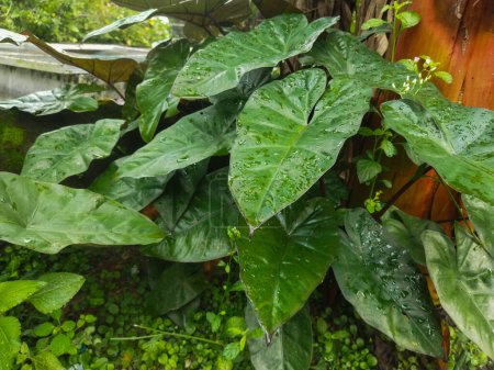 große grüne tropische Pflanze mit Regentropfen