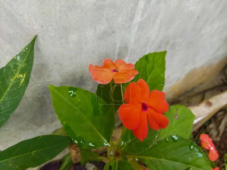 flor roja en el jardín