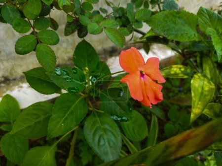 schöne rote Blume im Garten